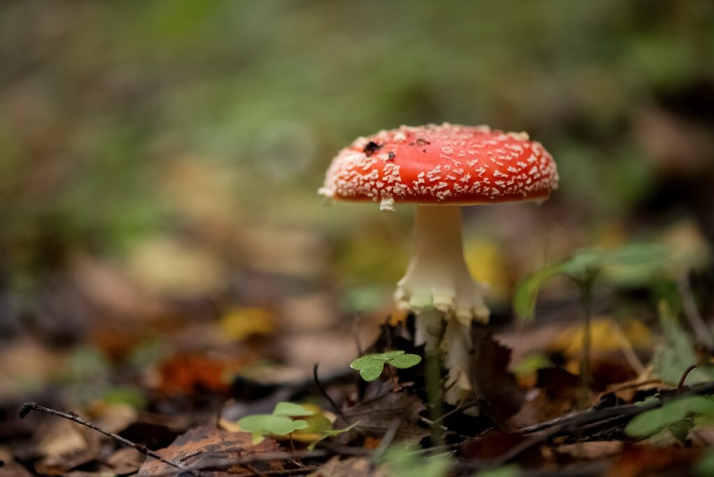 Poisonous fly agaric mushroom in autumnal forest