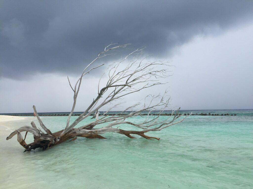 Maldives collapsed tree