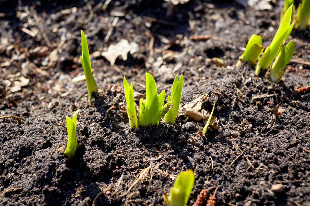 new sprouts in springtime