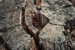 Texture of an old tree. Stump in which the ants live