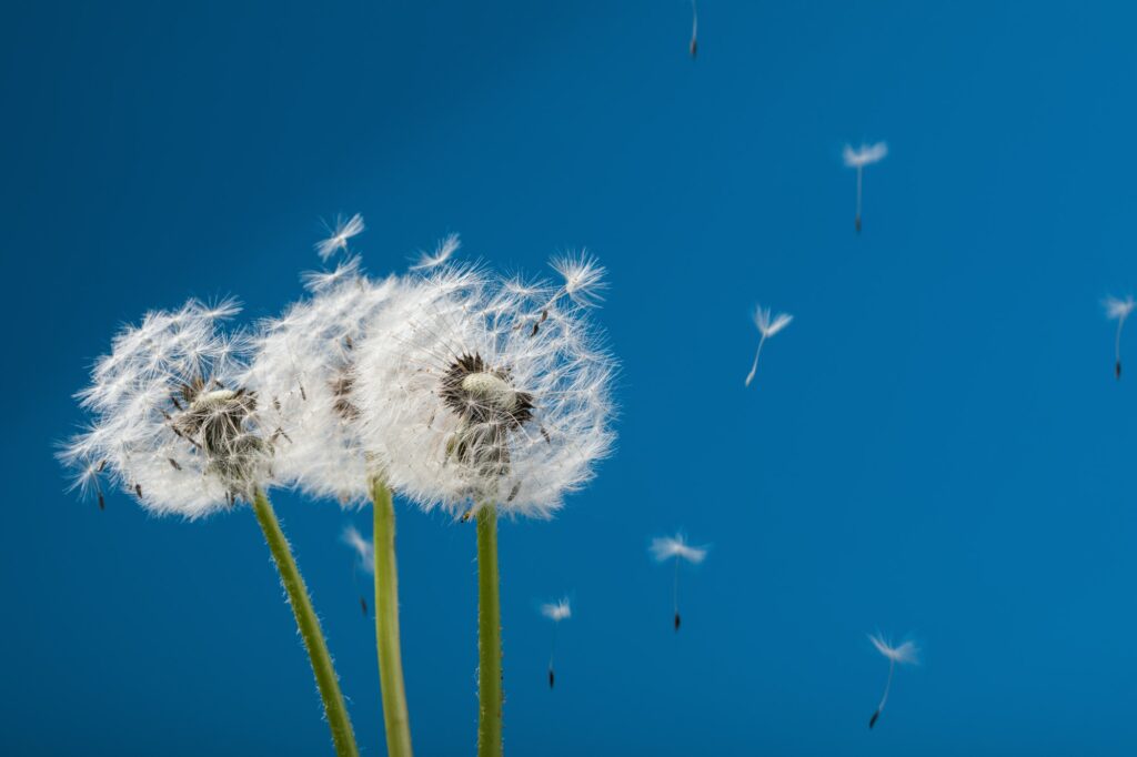 dandelion
