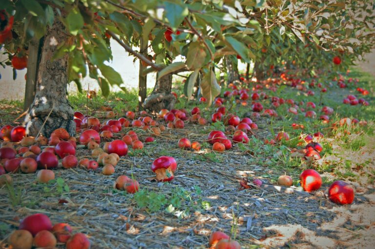 Apples