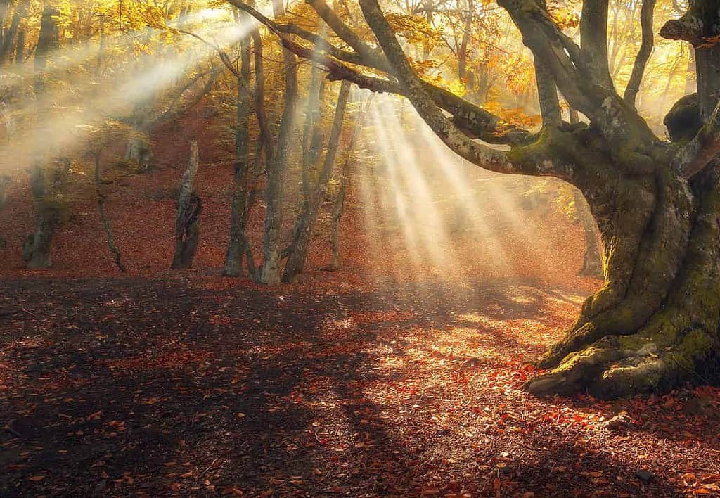 Magical old tree. Autumn forest in fog with sun rays