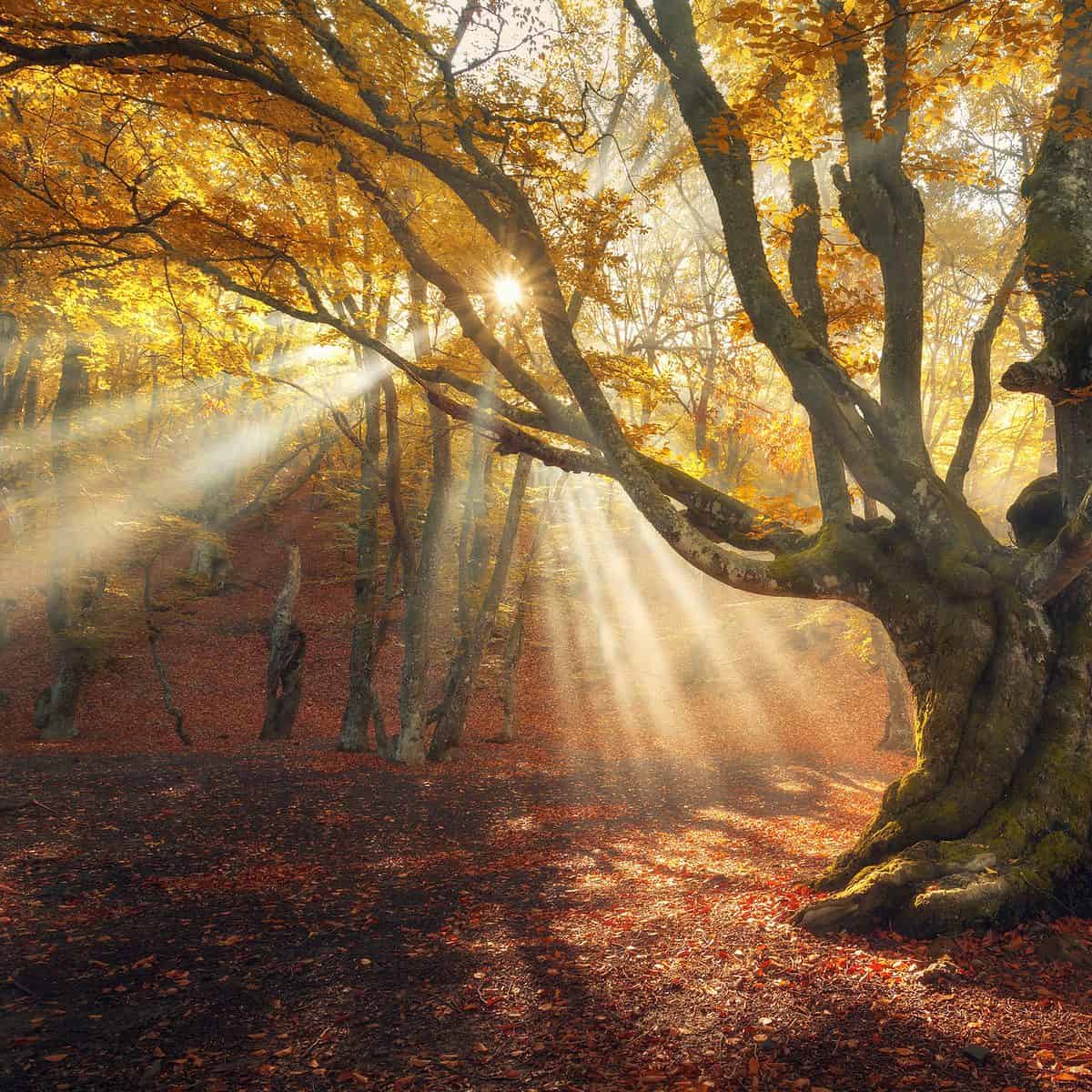 Magical old tree. Autumn forest in fog with sun rays