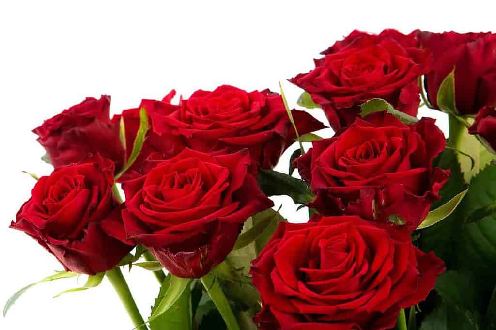 Red roses