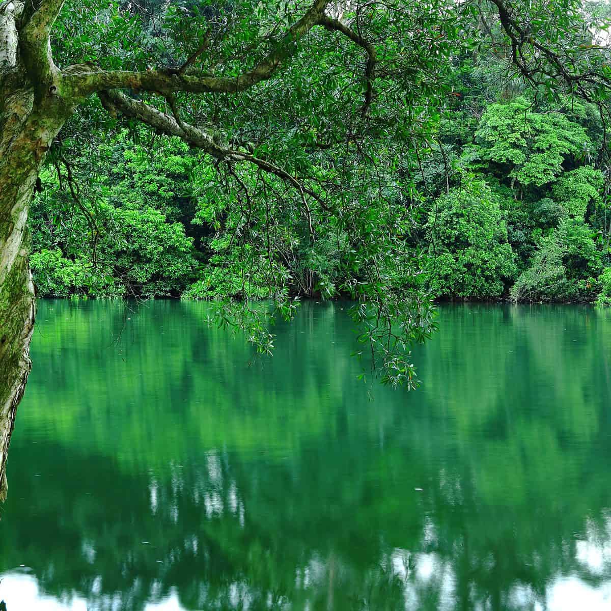 tree on water
