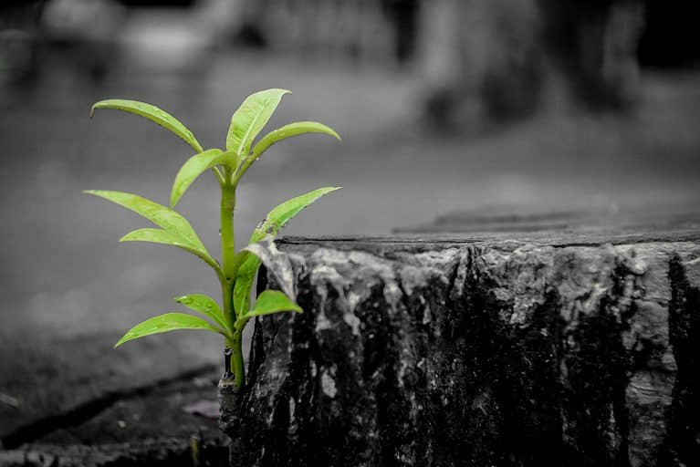 leaf