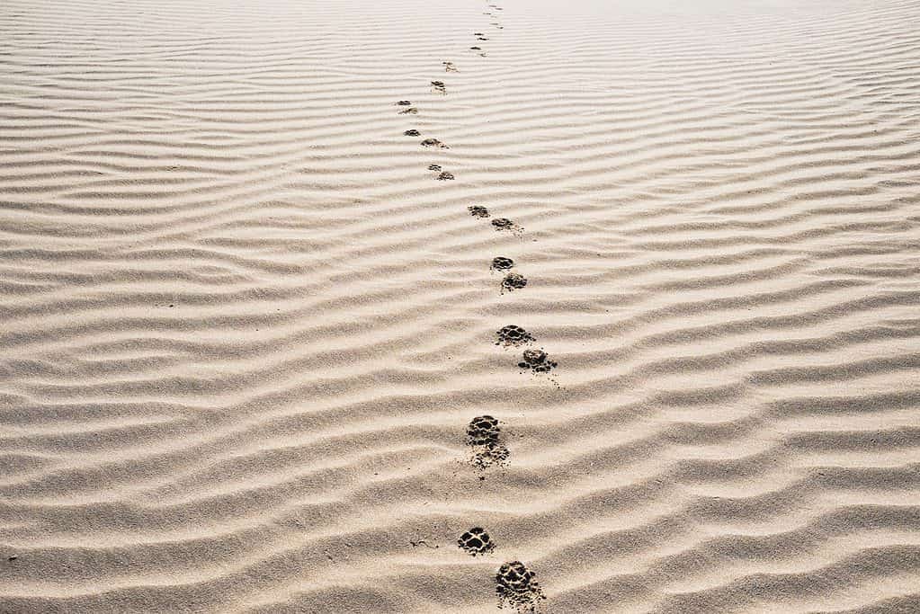 footprints on sand