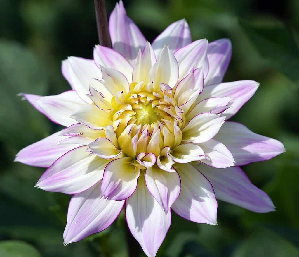 flower, dahlia, petals