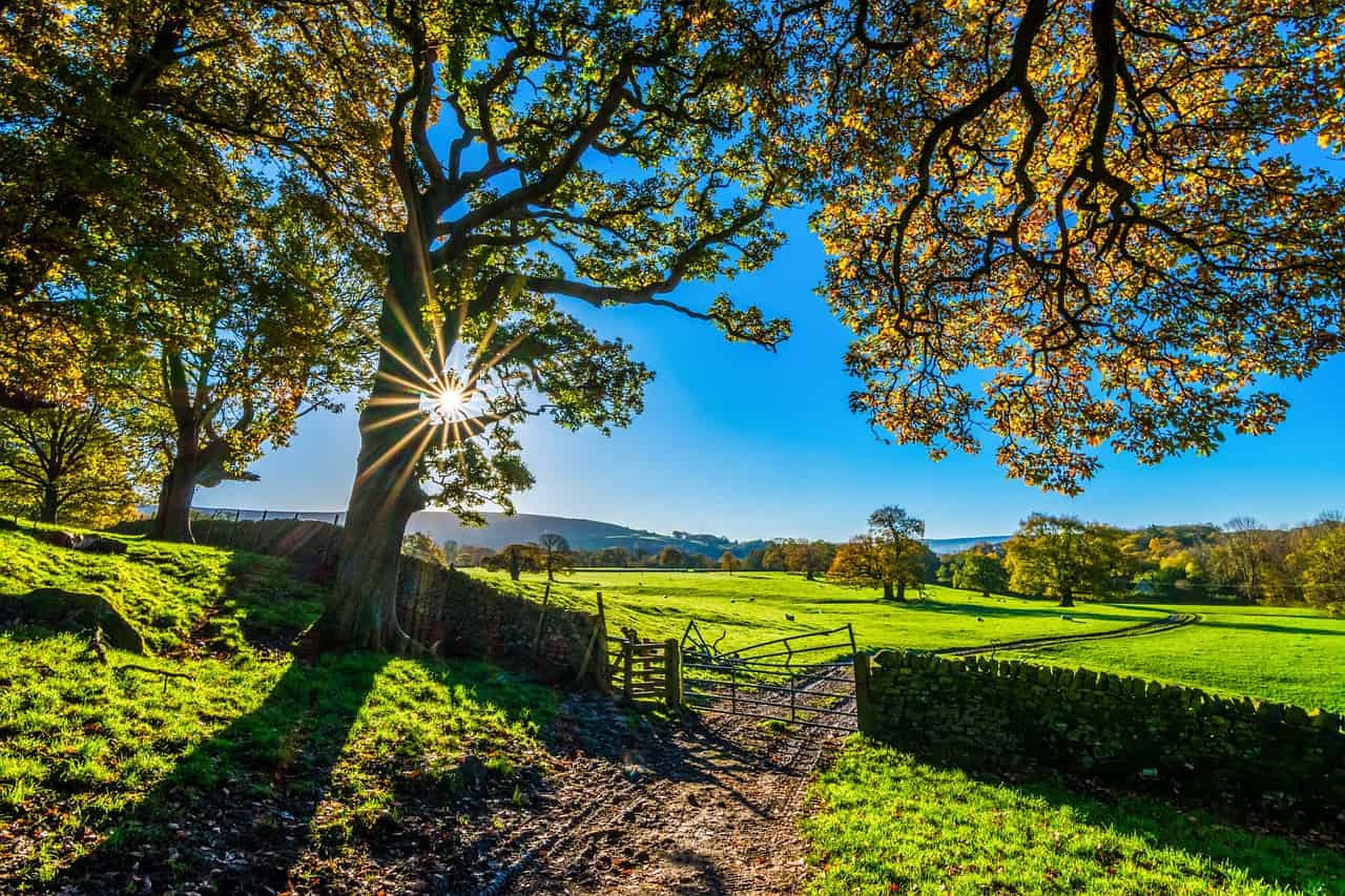 trees, farm, fence